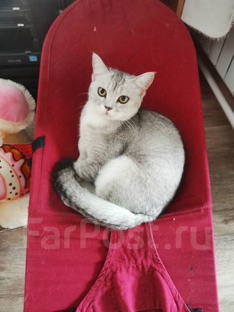 Вязка для кошки - Вязка во Владивостоке