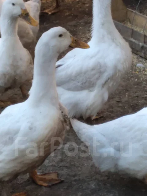 ����. ����