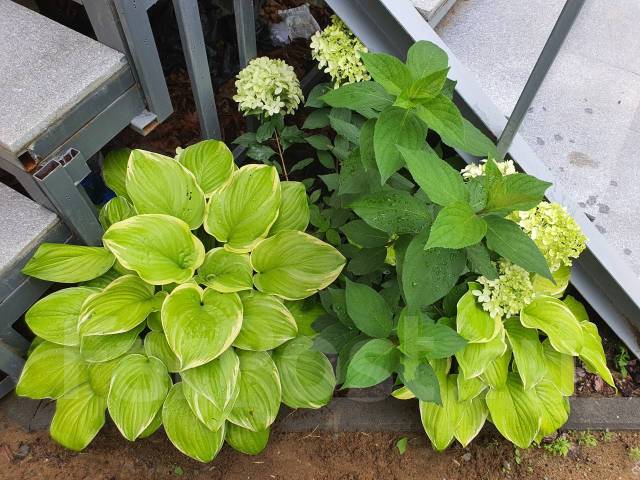 Хоста fragrant bouquet фото