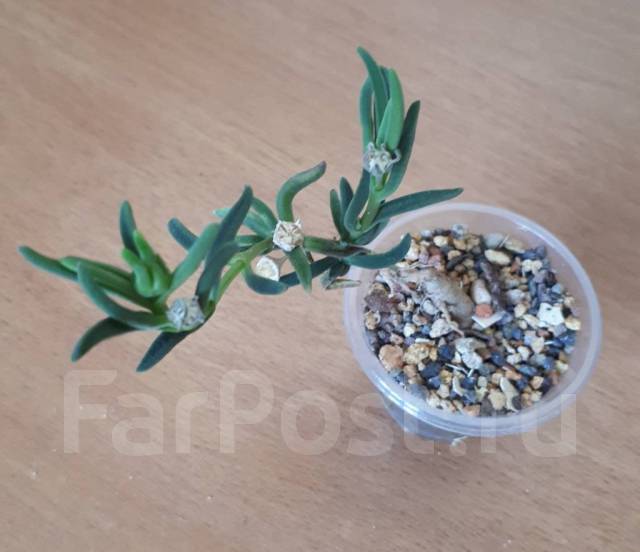 Mestoklema Tuberosum | Vendita Piante Caudiciformi Da Collezione - Foto 10