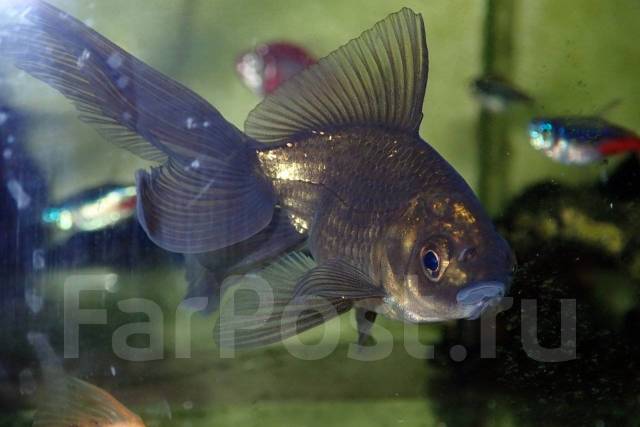 Золотая рыбка вуалехвост - Аквариумистика и террариумистика во Владивостоке