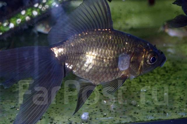 Золотая рыбка вуалехвост - Аквариумистика и террариумистика во Владивостоке