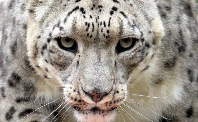 Сотрудники охраны мужчины и женщины (ежедневная оплата), работа в ООО ...