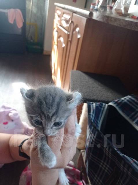 Американский керл во Владивостоке