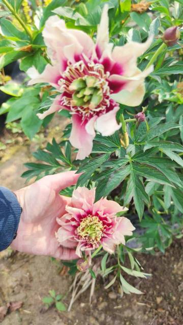 Пион Кэролайн констебль Paeonia Caroline Constabel