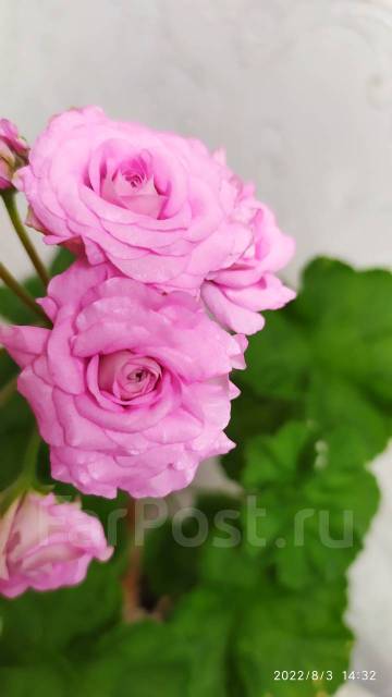 Пеларгония Ю Мерлезон 2, в наличии. Цена: 800₽ во Владивостоке