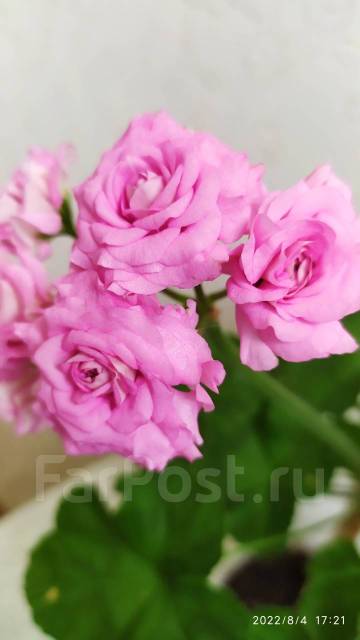 Пеларгония Ю Мерлезон 2, в наличии. Цена: 800₽ во Владивостоке