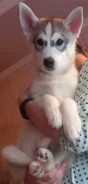 �����. ����