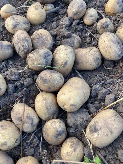 Продажа вкусного картофеля. Можно оптом, в наличии. Цена: 30₽ во ...