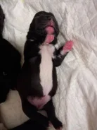 ����������� �������. ����