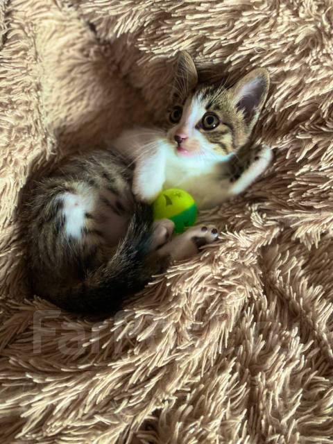 Котята 2 месяца фото обычные