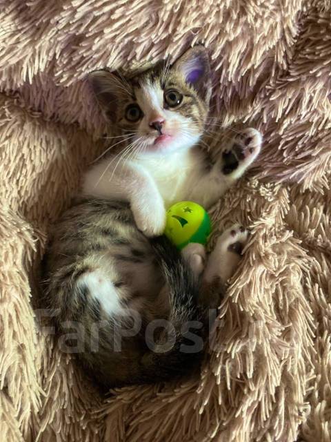 Беспородный котёнок 2 месяца - Кошки во Владивостоке