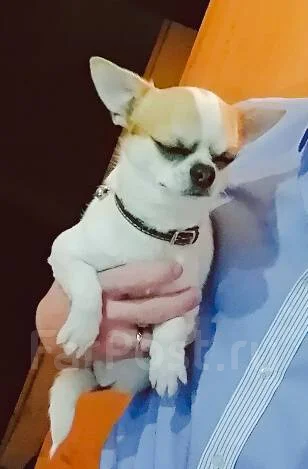 ��������. ����