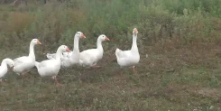 ����. ����