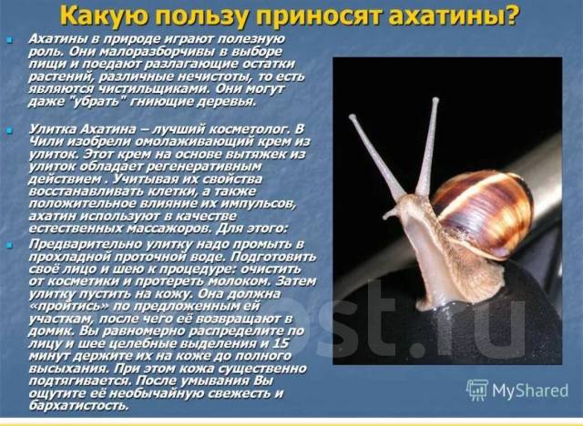 Улитки молоденькие. красивые Ахатин Гиганская, в наличии. Цена: 50₽ во ...
