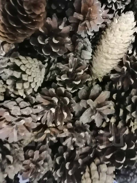 �����. ����