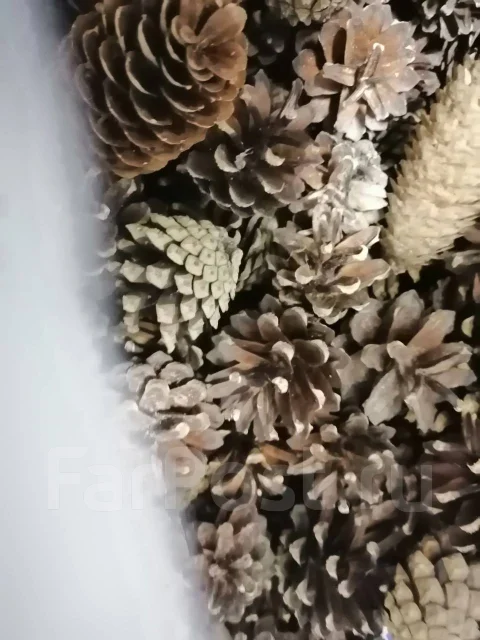 �����. ����
