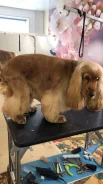���������� �����-��������. ����