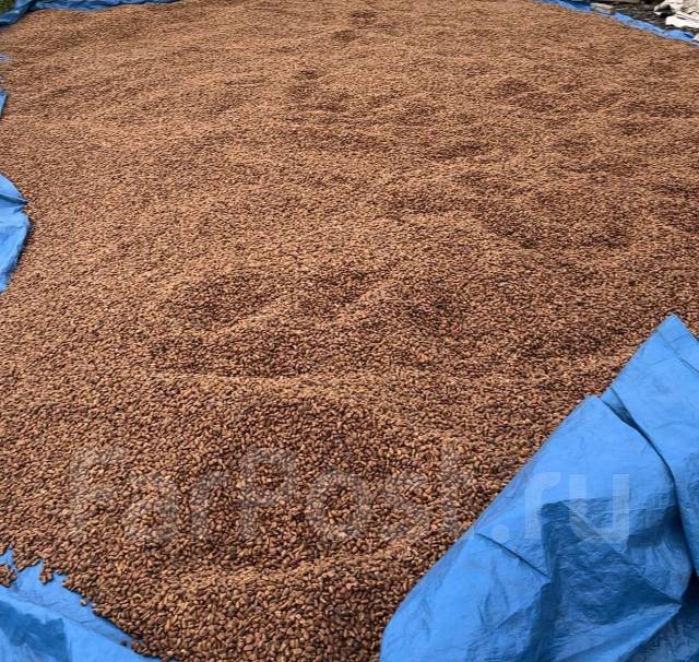 Кедровый орех - Домашние продукты во Владивостоке