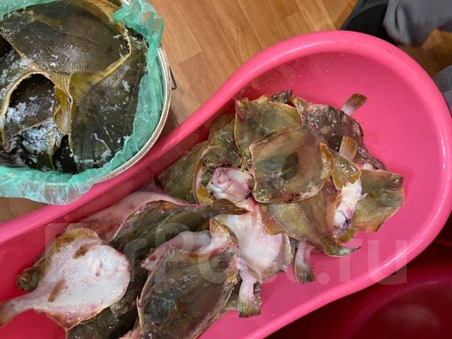 Камбала свежая - Рыба и морепродукты во Владивостоке