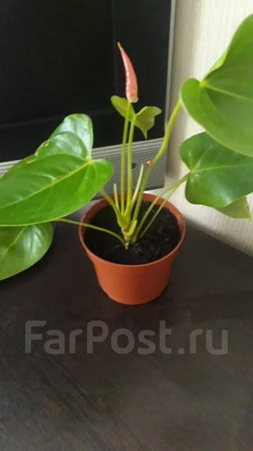 Продам антуриум розовый - Растения во Владивостоке