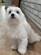 ����������� �������. ����