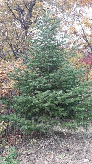Пихта цельнолистная крупномер - Сад и огород во Владивостоке