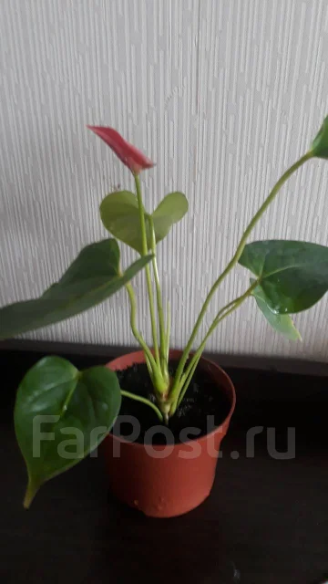 Продам антуриум розовый - Растения во Владивостоке