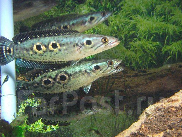 Рыба змееголов трехточечный (channa pleurophthalma) - Аквариумистика и ...