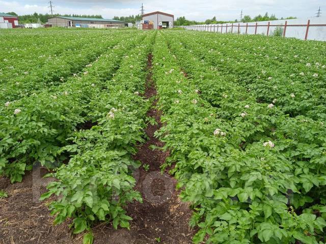 Картофель - Домашние продукты в Хабаровске