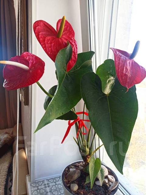 Цветок Антуриум Андре красный с горшком, в наличии. Цена: 5 000₽ во ...