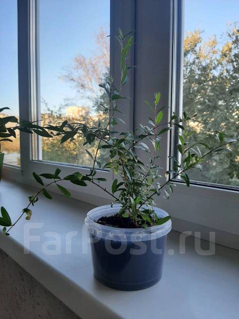 Декоративный гранат, в наличии. Цена: 350₽ в Уссурийске