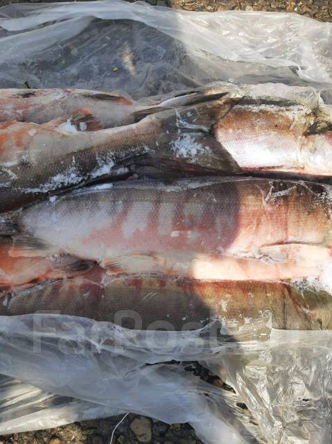 Кета мороженная ПСГ вылов осень 2022 - Рыба и морепродукты в Хабаровске