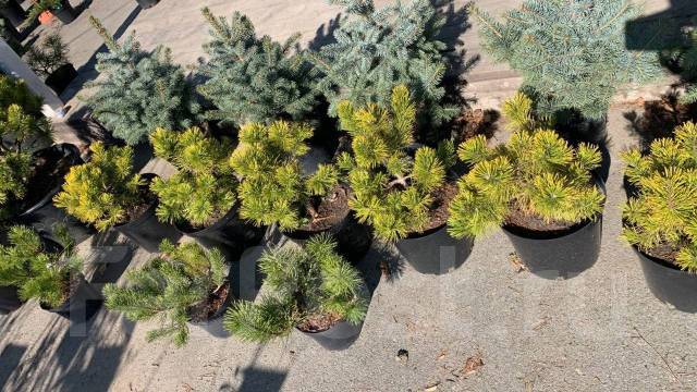 Сосна горная - Сад и огород во Владивостоке