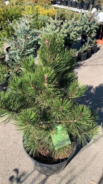 Сосна горная - Сад и огород во Владивостоке