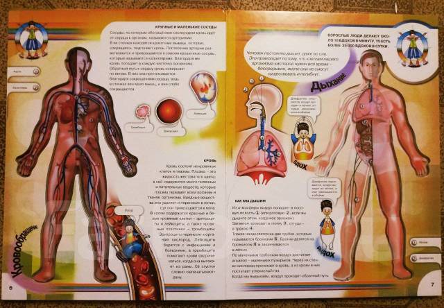 "Тело Человека" анатомия для детей, б/у, в наличии. Цена: 350₽ во ...