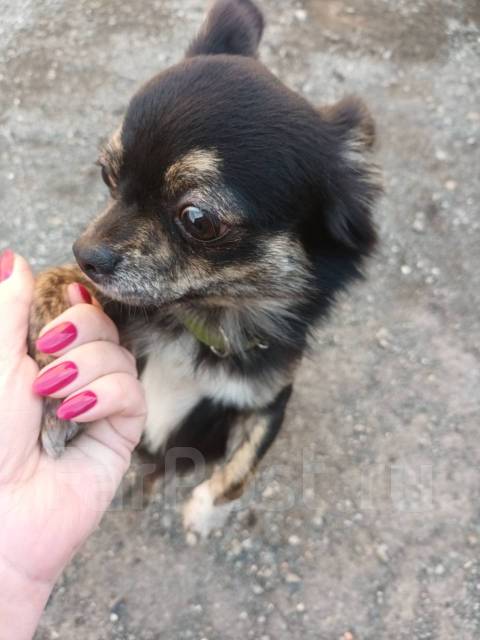 Кобель чихуахуа для вязки во Владивостоке