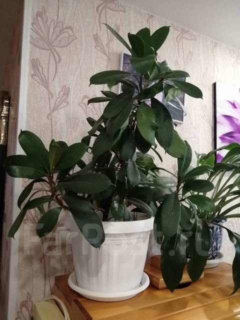 Комнатные растения - Сад и огород во Владивостоке