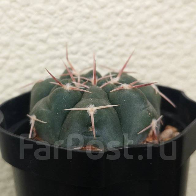 Кактус Гимнокалициум прохазкианум - Растения во Владивостоке