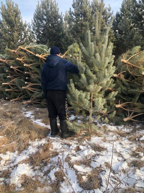 Елки фото живые для сада