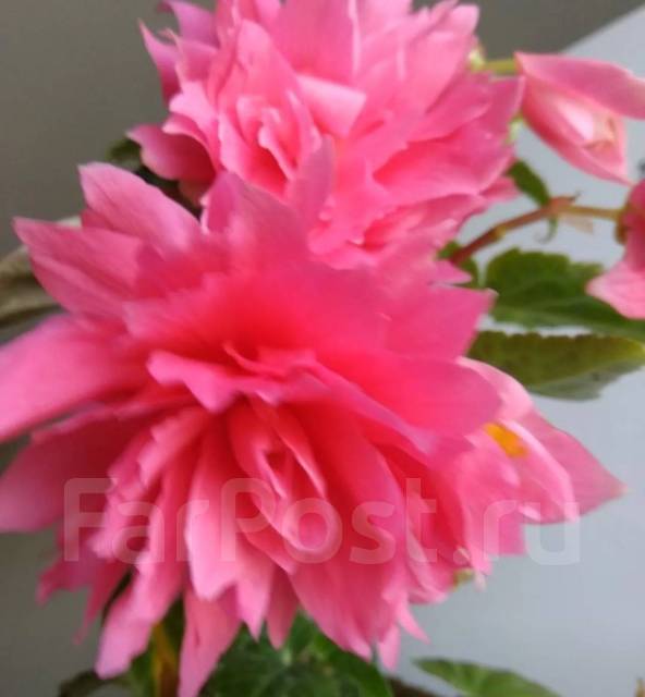 Бегония беллекония Rose, в наличии. Цена: 150₽ во Владивостоке