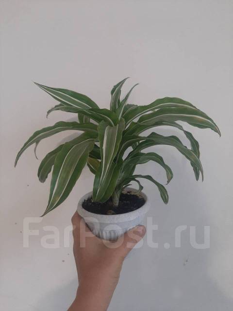 Драцена фрагранс Канзи, в наличии. Цена: 450₽ в Артеме