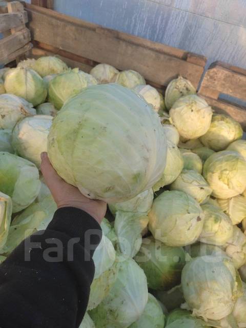 Капуста - Домашние продукты во Владивостоке