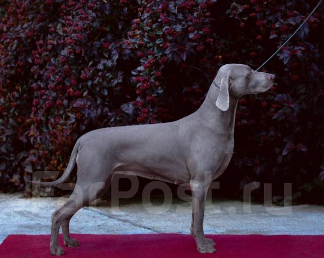 Шикарный щенок веймаранера (веймарской легавой ), в наличии во Владивостоке