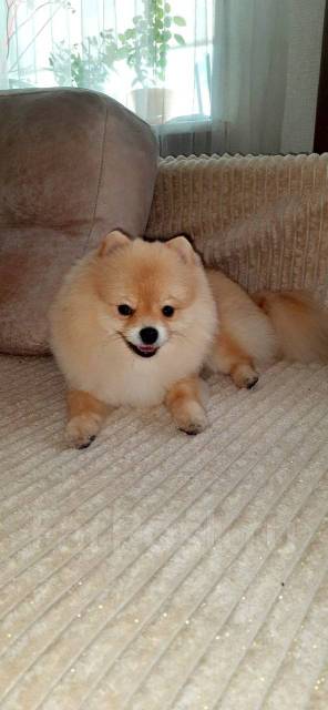 Вязка Миниатюрный шпиц померанский - Вязка во Владивостоке