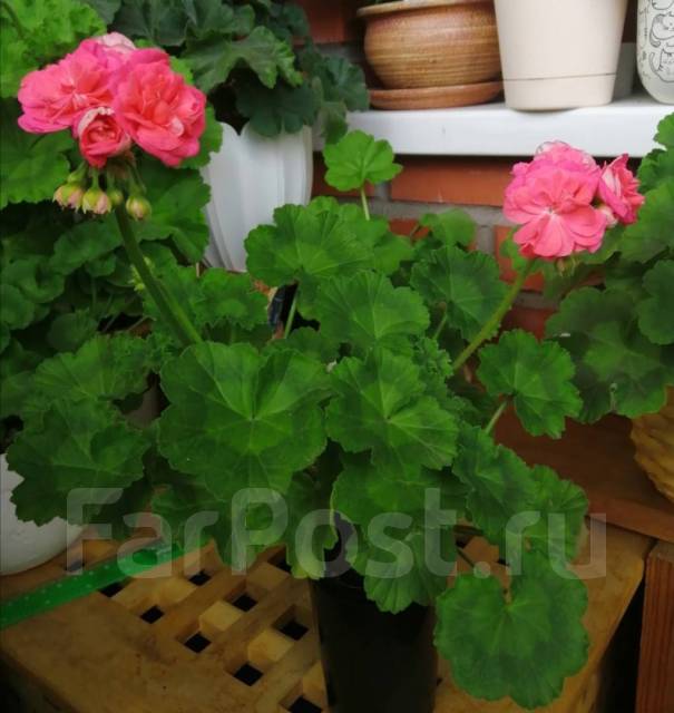 Таира сибирская роза пеларгония фото и описание сорта