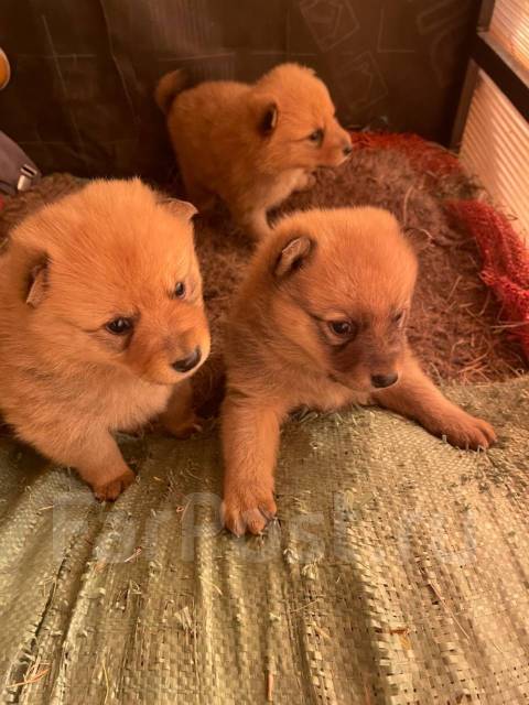 Щенки корело-финской Лайки, финский шпиц, в наличии. Цена: 10 000₽ в ...