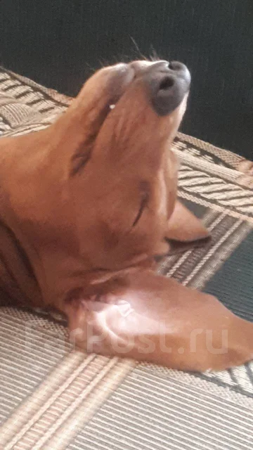 �����. ����
