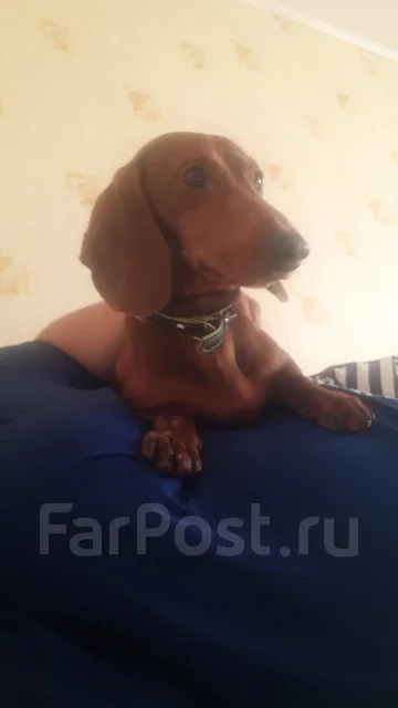 �����. ����
