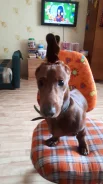 �����. ����